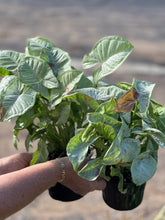 Load image into Gallery viewer, Syngonium Confetti - Speckled foliage Sydney's Plant Market