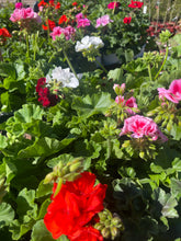 Load image into Gallery viewer, GERANIUM - Assorted colours - Sydney's Plant Market