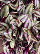 Load image into Gallery viewer, Tradescantia Zebrina - Hanging Basket Sydney's Plant Market