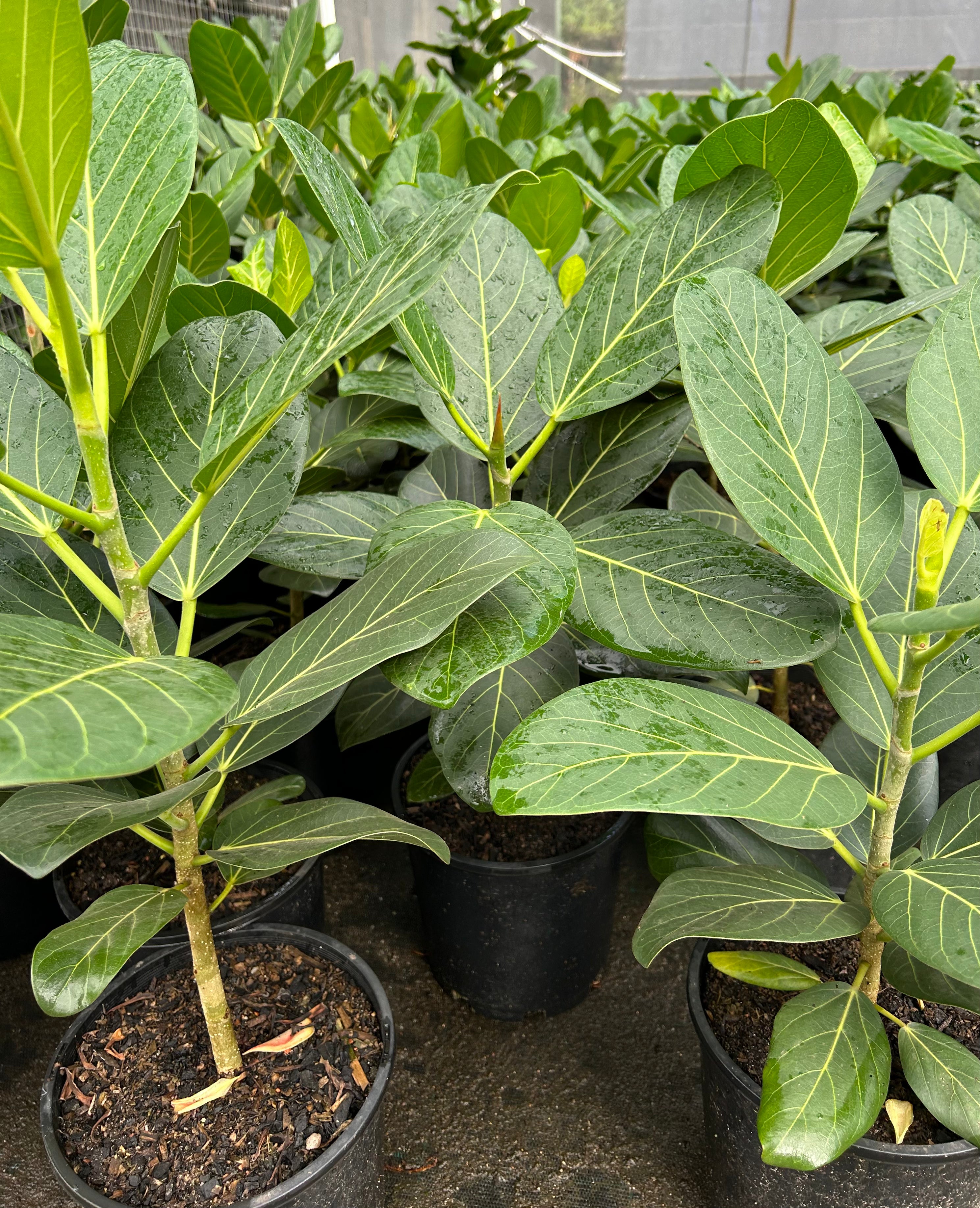 Ficus Audrey Sydney's Plant Market