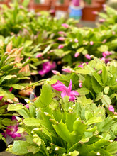 Load image into Gallery viewer, Zygocactus Assorted - Sydney's Plant Market