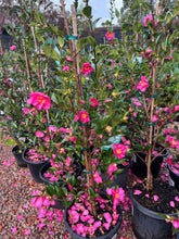 Load image into Gallery viewer, Camellia Sasanqua - Assorted - Sydney's Plant Market