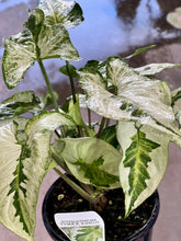 Load image into Gallery viewer, Syngonium Three Kings Sydney's Plant Market