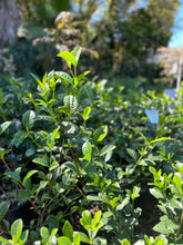 Load image into Gallery viewer, Gardenia MAGNIFICA Sydney's Plant Market