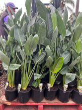 Load image into Gallery viewer, STRELITZIA REGINAE - BIRD OF PARADISE Sydney's Plant Market
