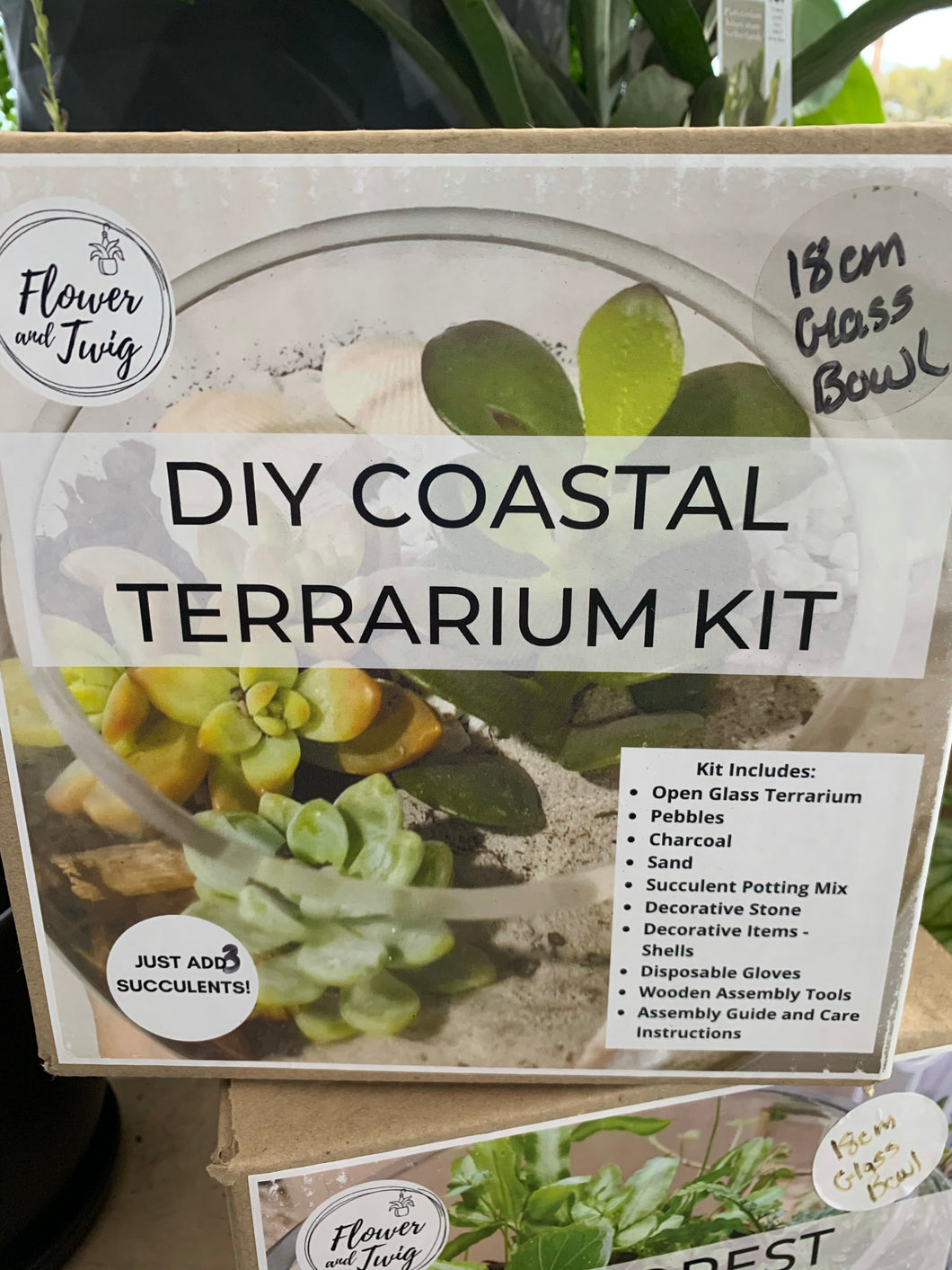 Terrarium Kits DIY