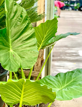 Load image into Gallery viewer, ALOCASIA MACRORRHIZA - GIANT TARO - Sydney's Plant Market