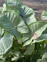 Load image into Gallery viewer, Syngonium Confetti - Speckled foliage Sydney's Plant Market