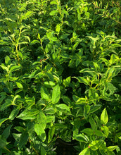 Load image into Gallery viewer, Viburnum Tinus - Sydney's Plant Market