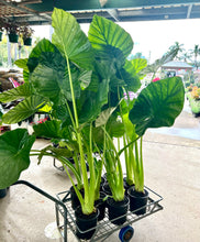 Load image into Gallery viewer, ALOCASIA MACRORRHIZA - GIANT TARO - Sydney's Plant Market