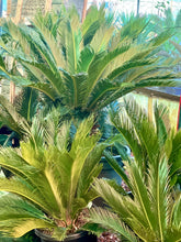 Load image into Gallery viewer, CYCAS REVOLUTA - SAGO PALM - Sydney's Plant Market