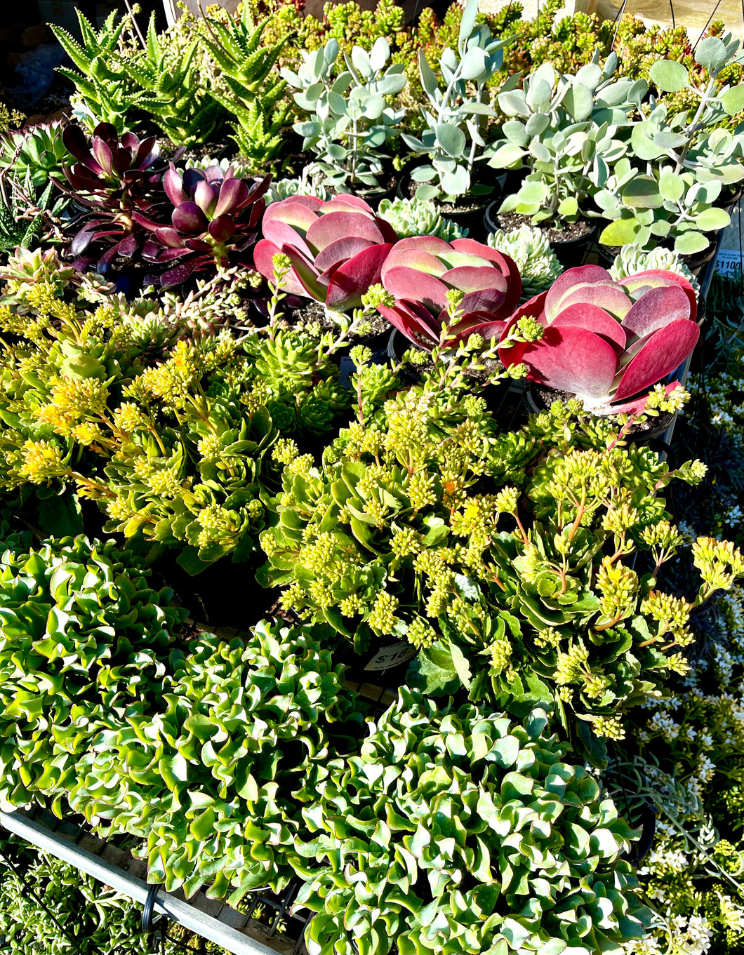 Succulents Assorted 170ml
