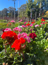 Load image into Gallery viewer, GERANIUM - Assorted colours - Sydney's Plant Market