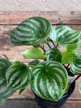 Load image into Gallery viewer, Peperomia Argyreia Watermelon Sydney's Plant Market