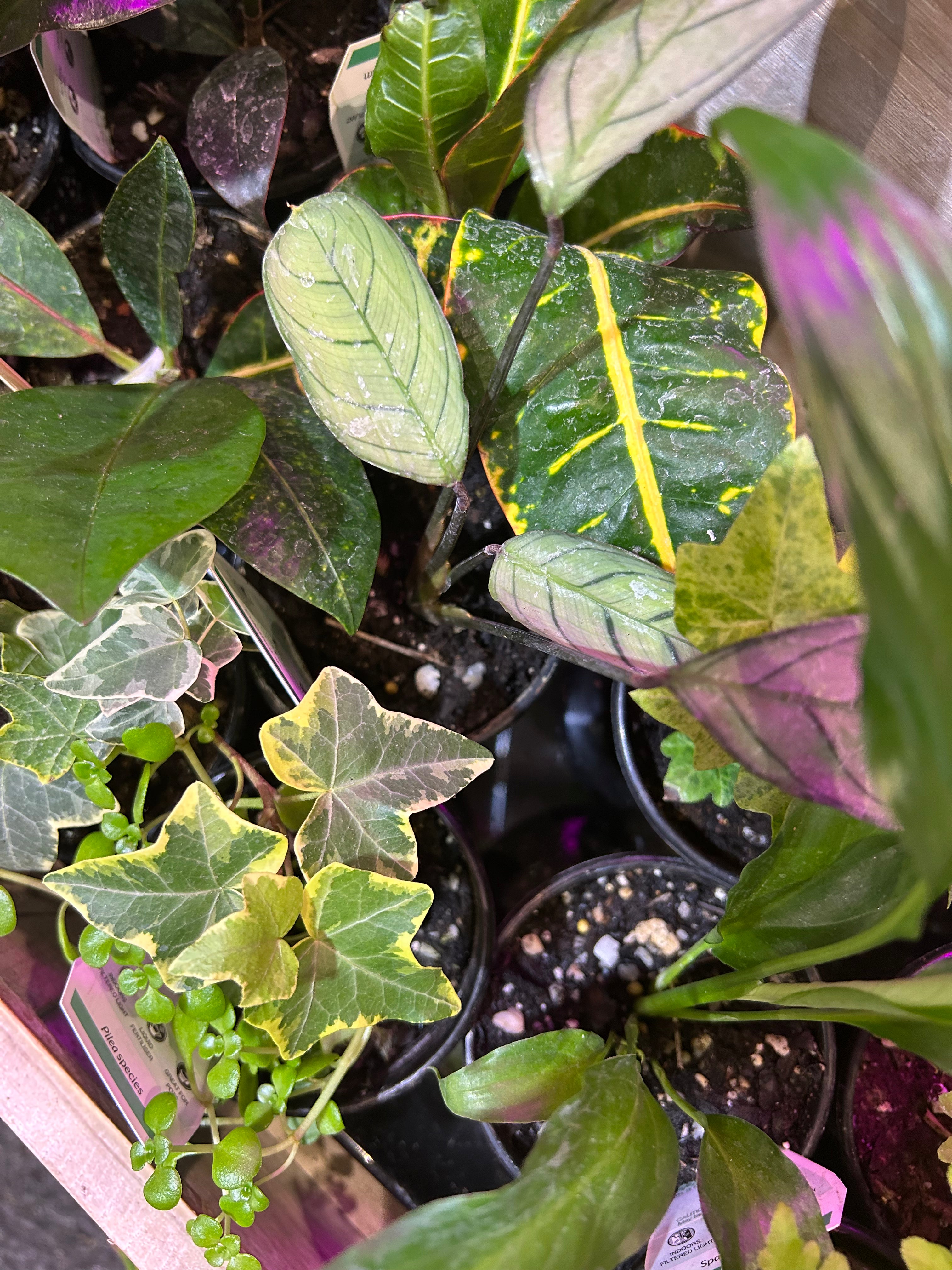 Baby Indoor Plants Assorted Sydney's Plant Market
