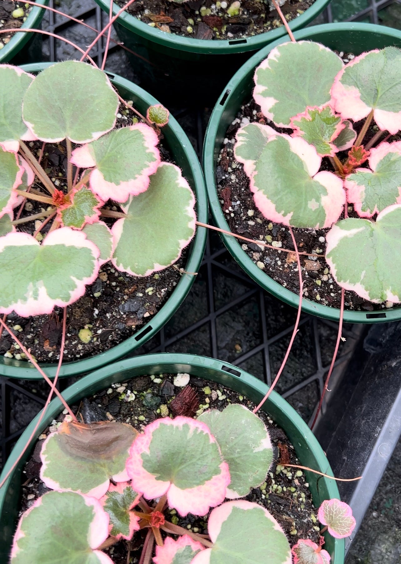 Saxifraga stolonifera 'variegata'