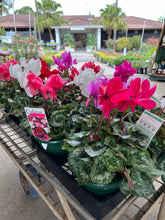 Load image into Gallery viewer, Cyclamen - Assorted Mixed Colours - Sydney's Plant Market
