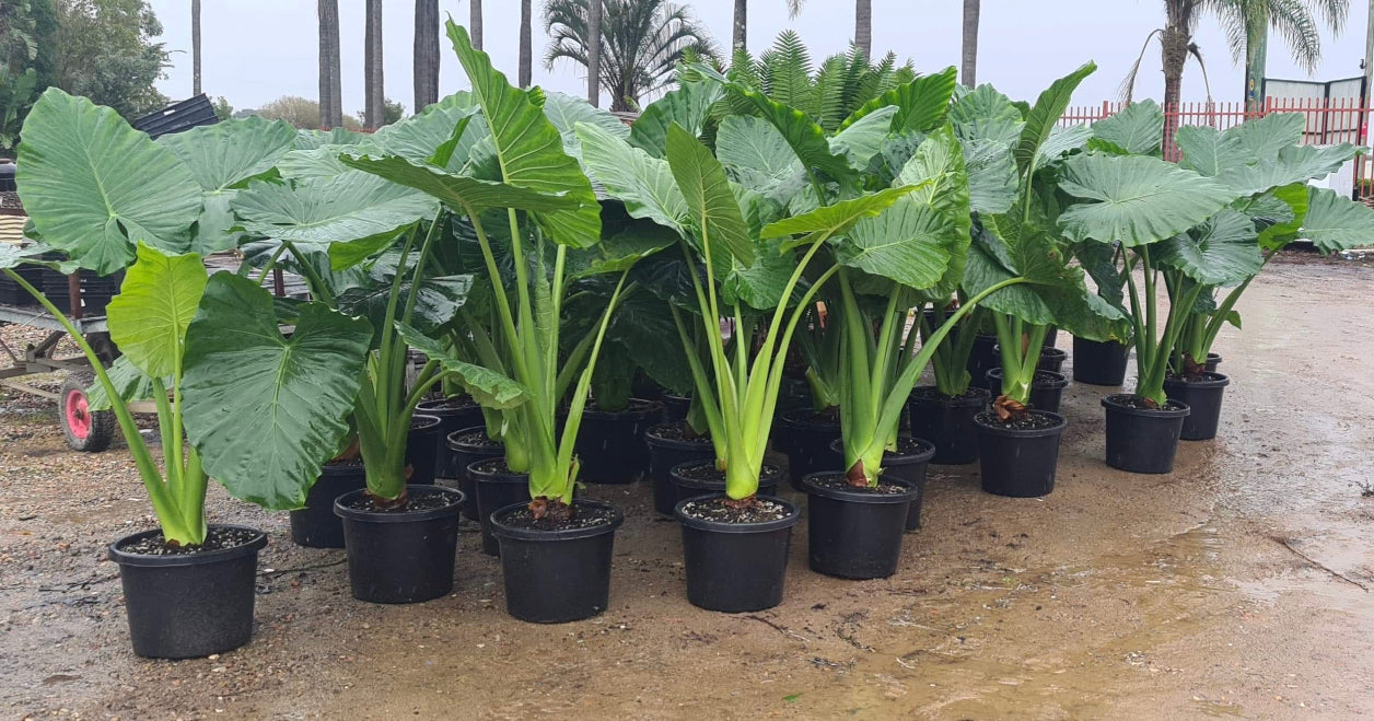 ALOCASIA MACRORRHIZA