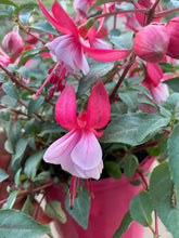 Load image into Gallery viewer, FUCHSIA - Sydney's Plant Market
