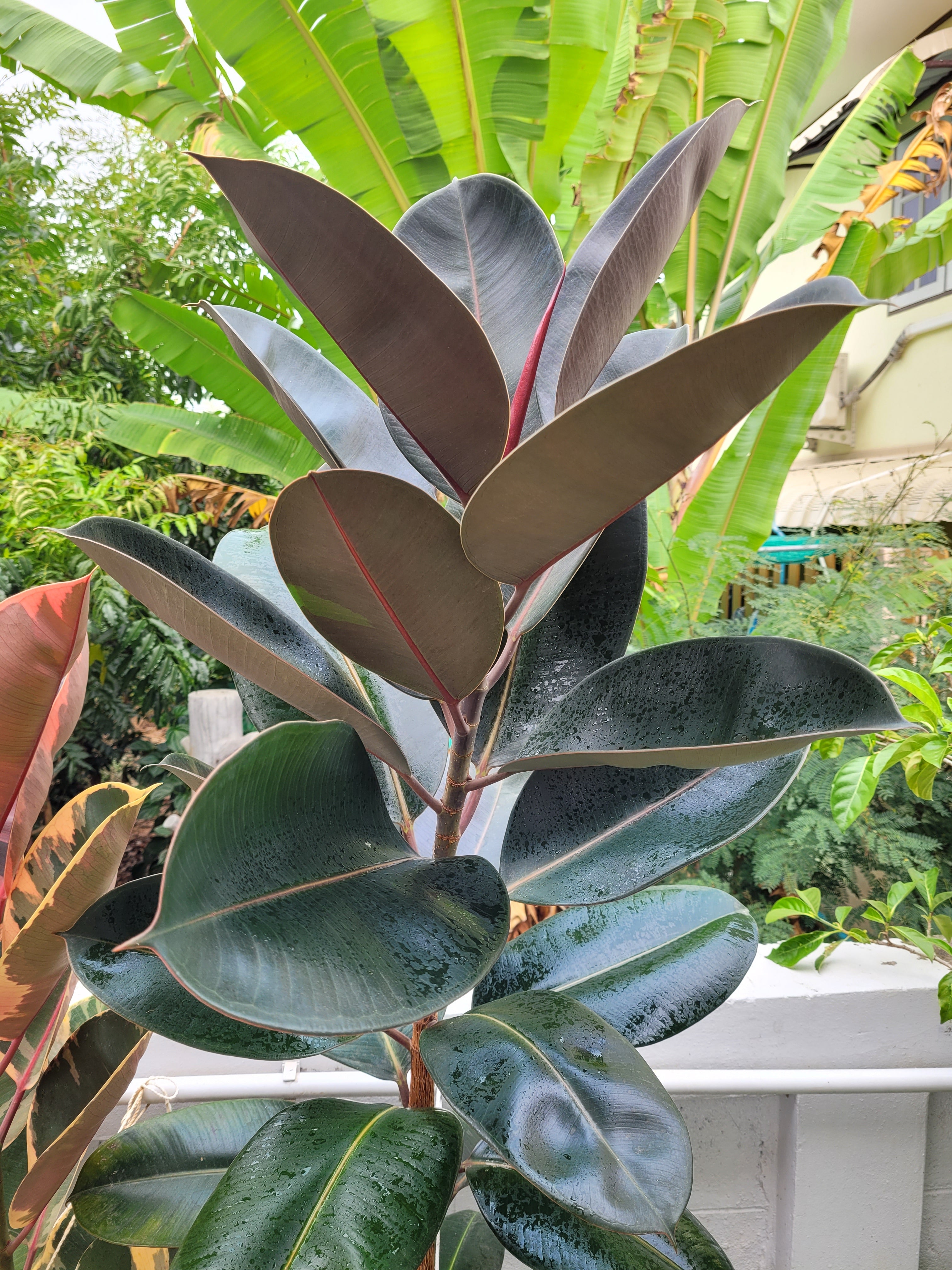 australian rubber tree FICUS BURGANDY 'RUBBER PLANT' – Sydney's Plant Market