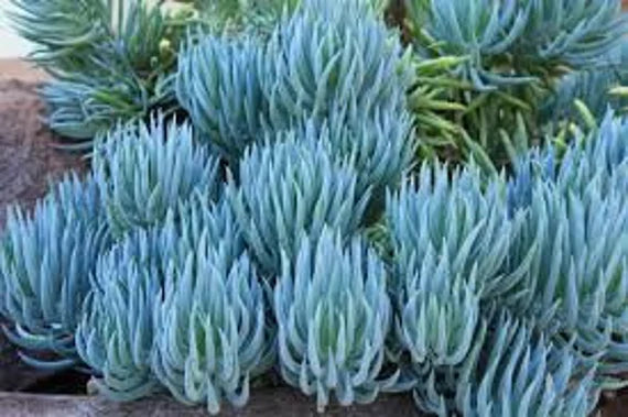 SENECIO MANDRALISCAE BLUE CHALKSTICK – Sydney's Plant Market