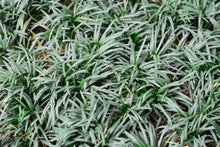 Load image into Gallery viewer, OPHIOPOGON JAPONICUS - DWARF MONDO GRASS - Sydney's Plant Market