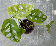 Load image into Gallery viewer, Monstera Lechleriana 140mm Sydney's Plant Market