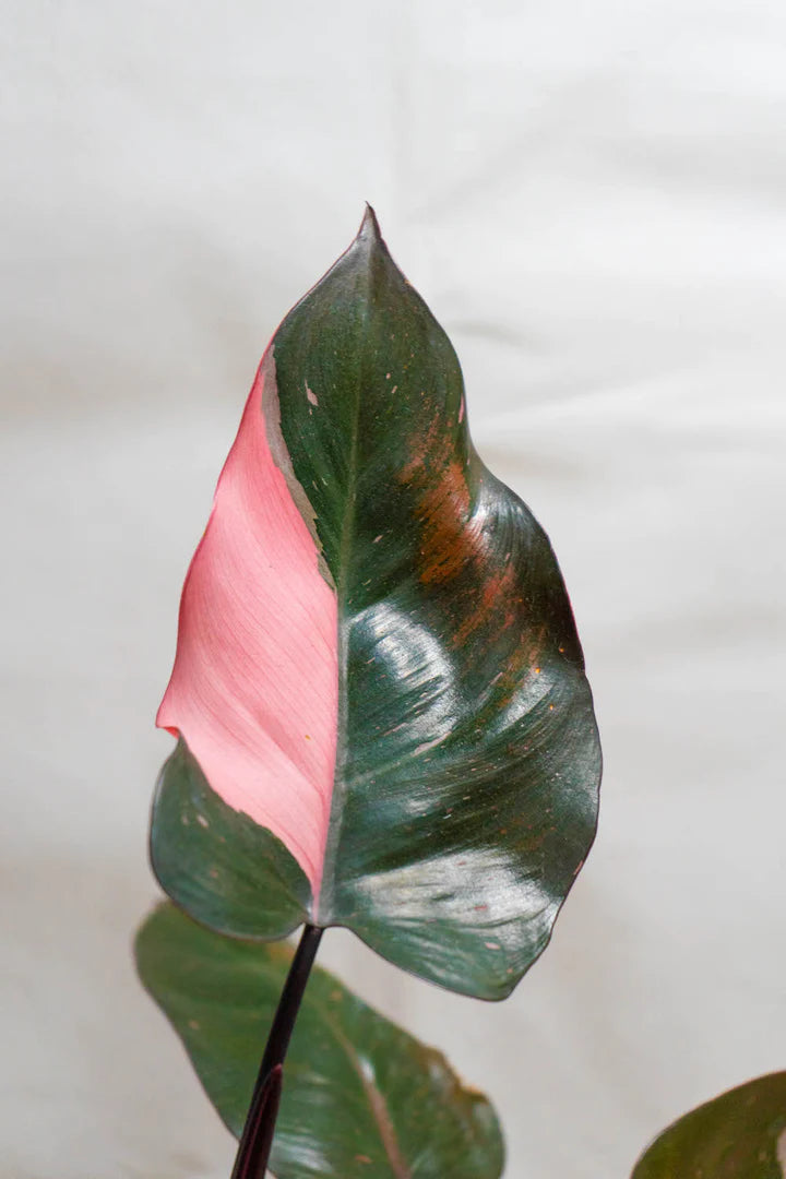 PHILODENDRON PINK PRINCESS MARBLE – Sydney's Plant Market