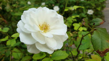 Load image into Gallery viewer, ICEBERG ROSE - WHITE STANDARD 3FT - Sydney's Plant Market