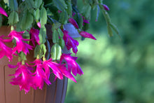 Load image into Gallery viewer, Zygocactus Assorted - Sydney's Plant Market