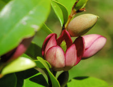 Load image into Gallery viewer, Michelia figo - Port wine magnolia - Sydney's Plant Market