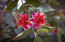 Load image into Gallery viewer, ACCA SELLOWIANA (PINEAPPLE GUAVA FEIJOA) - Sydney's Plant Market