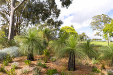 Load image into Gallery viewer, Xanthorrhoea johnsonni - Grass Tree - Sydney's Plant Market