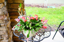 Load image into Gallery viewer, Zygocactus Assorted - Sydney's Plant Market