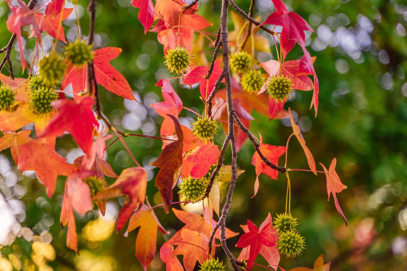 AUTUMN GARDENING