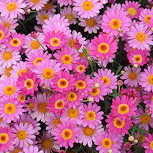 OUR PLANT OF THE MONTH: Federation Daisy: A Burst of Colour for Every Garden