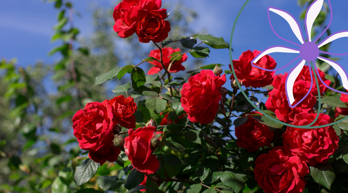 Blooming Roses