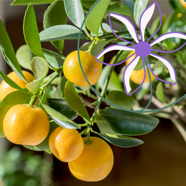 Feature trees for your space!