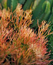 Thriving in the Heat: Drought-Tolerant Plants for Sydney's Scorching Summers