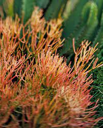 Thriving-in-the-Heat-Drought-Tolerant-Plants-for-Sydney-s-Scorching-Summers Sydney's Plant Market