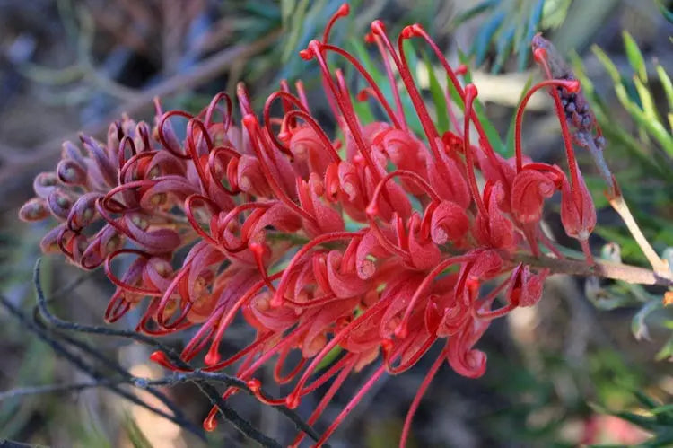 Thriving Gardens in a Drought: Planting Tips for Sydney's Dry Season - Sydney's Plant Market