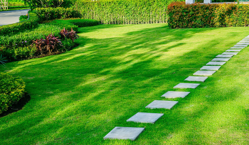 Get those lawns ready……it is warming up - Sydney's Plant Market
