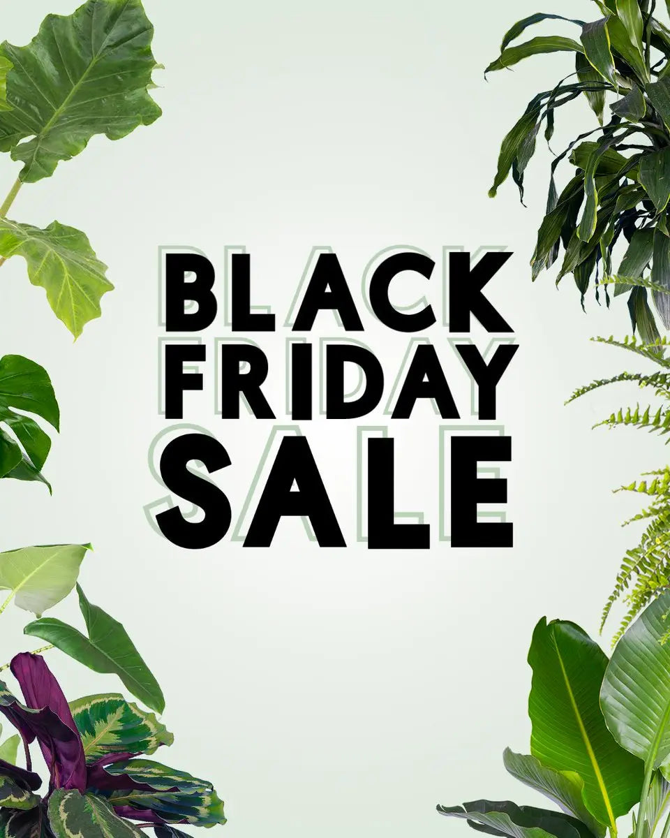 GREEN UP YOUR HOLIDAYS: Our 4-DAY BLACK FRIDAY GARDEN BONANZA - Sydney's Plant Market