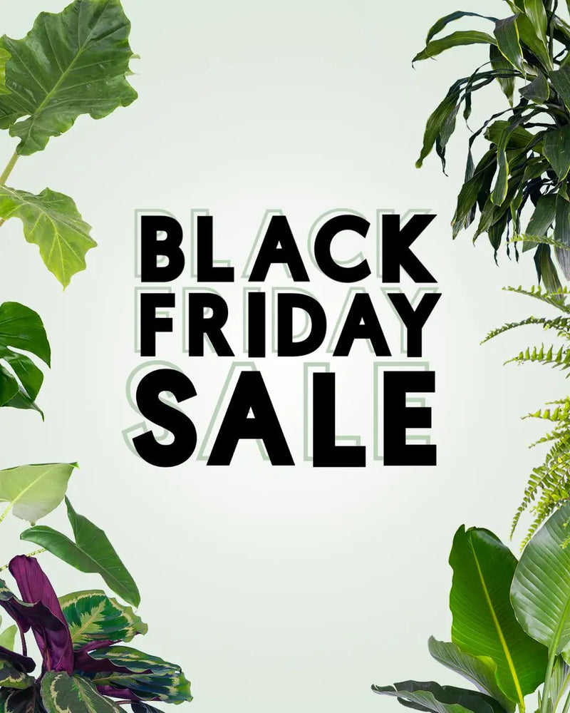 GREEN UP YOUR HOLIDAYS: Our 4-DAY BLACK FRIDAY GARDEN BONANZA - Sydney's Plant Market