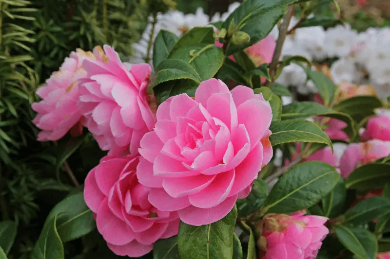 Celebrating Camellia Season: Sydney’s Blossoming Beauty