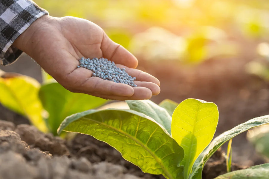 Gardening in August: Preparing for Spring in Sydney