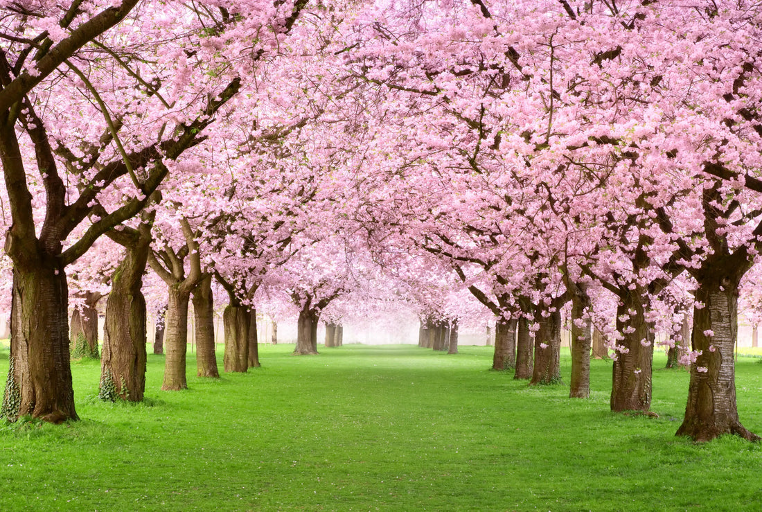 Winter is a perfect time to select and plant a deciduous tree - Sydney's Plant Market