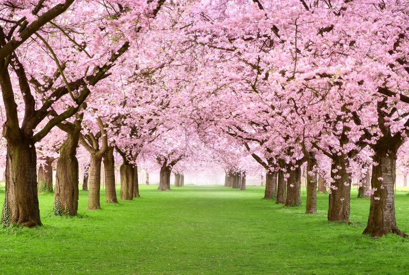 Winter is a perfect time to select and plant a deciduous tree - Sydney's Plant Market