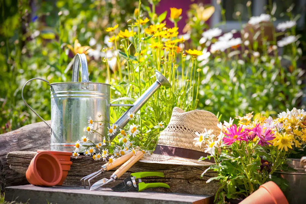 Thriving Gardens in Sydney's Summer: Essential Tips for Seasonal Gardening - Sydney's Plant Market