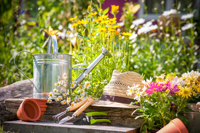 Thriving Gardens in Sydney's Summer: Essential Tips for Seasonal Gardening